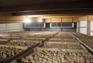 Lagerbereich mit Holzkisten voller Kartoffeln in einem Kühlhaus mit Luftzirkulationssystem.
