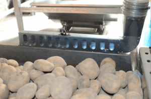 Extraction point that collects dust directly from the potato flow.