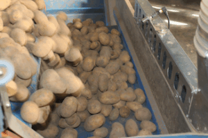 Falling potatoes during processing, where dust is released during unloading.