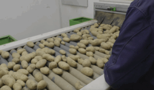 Ein Mitarbeiter sortiert Kartoffeln auf einem Rollenförderband.