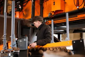 Employee checks seed potatoes on the sorting line.