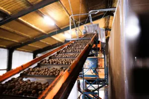 Conveyor belt that transports seed potatoes upwards towards the sorting machine.