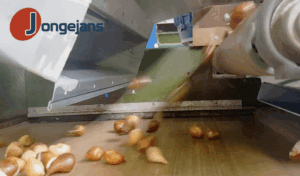 Windshifting installation that blows sour tulip bulbs out of the production line and extracts them at a drop point in the processing line.